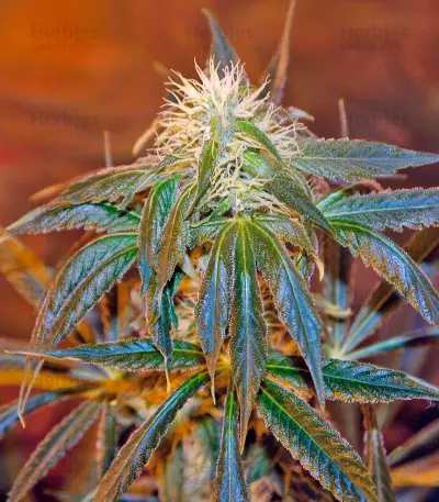 Top Dawg Seeds - Cannabis Strain Seeds for Sale