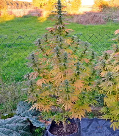 Yumbolt 47 feminized seeds