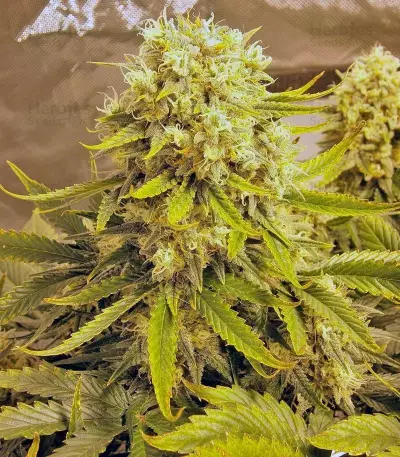 Killer Kush Auto Seeds