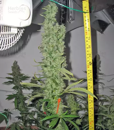 Smile feminized seeds