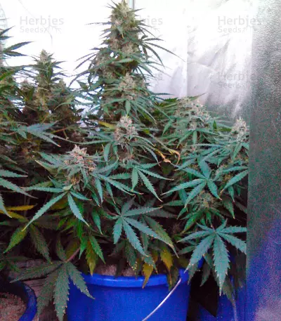 Vertigo Auto (Paradise Seeds)