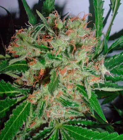 White Widow X The Ultimate Regular seeds
