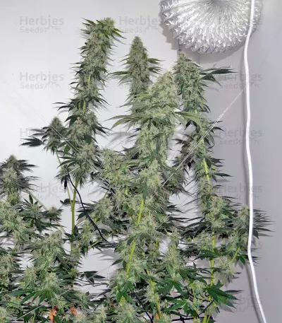 707 Headband Seeds