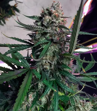 Auto Cinderella Jack (Dutch Passion)