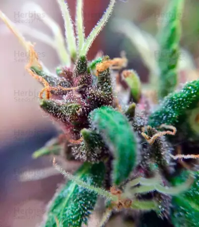 Auto Purple strain