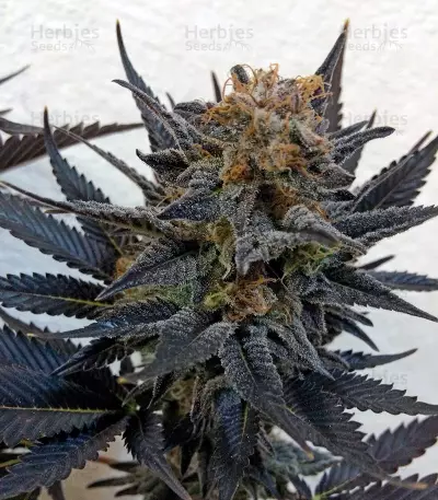 Blue Velvet feminized seeds