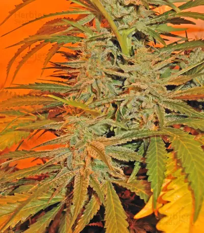 BubbleGummer (Female Seeds)