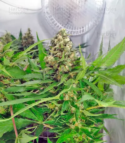 CBD Kush (Dutch Passion)