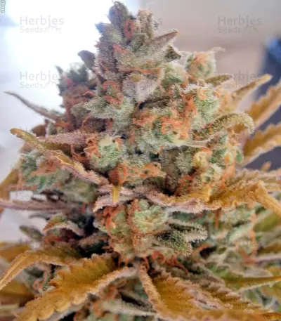 Critical + 2.0 Autoflowering feminized seeds