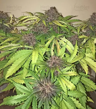 Crystal METH Auto Seeds