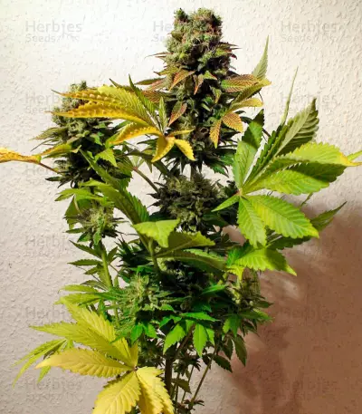 Ganesh regular (Mandala Seeds)