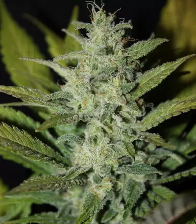 Graines de cannabis ICE (Female Seeds)