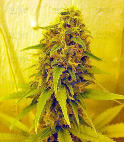 Lost Coast OG (Humboldt Seeds Organization)