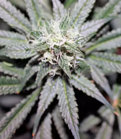 Phatt Fruity Seeds