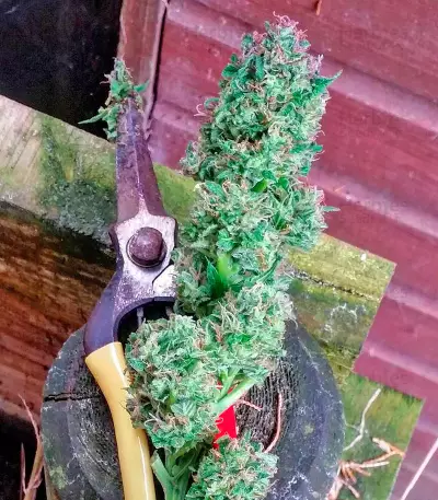 Serious 6 regular seeds