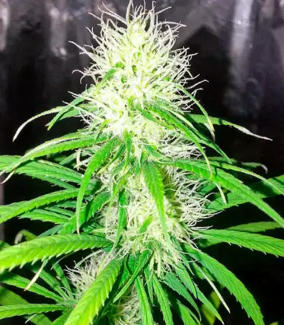 Shark Shock CBD Seeds