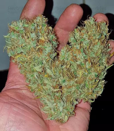 Silver Haze Seeds (Vision Seeds)