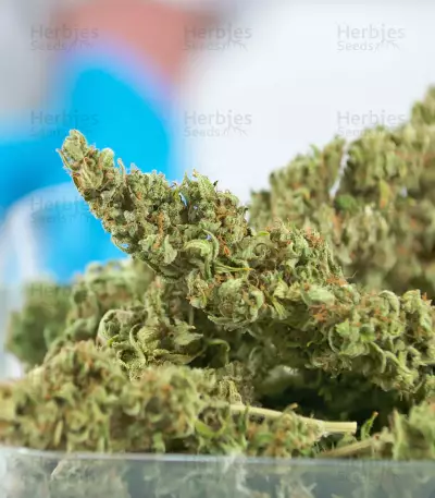 Sour Diesel Autoflowering Seeds