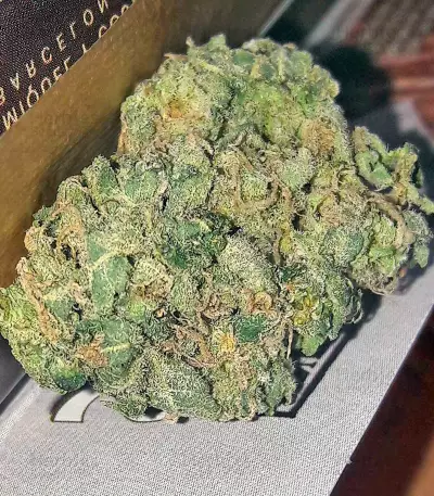 White Russian regular (Serious Seeds)
