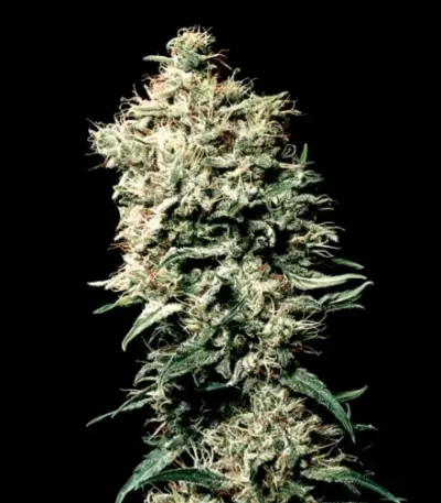 White Spanish (VIP seeds)