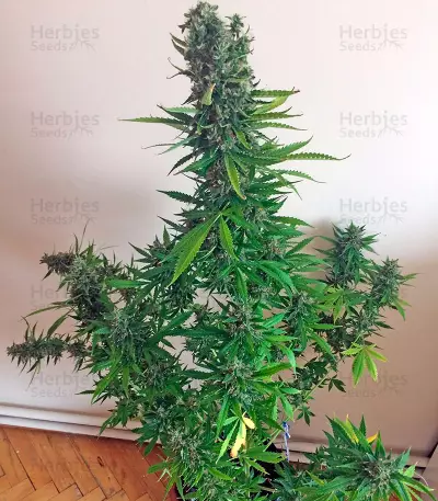 White Widow XXL Autoflowering feminized seeds