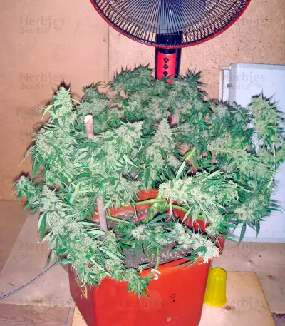 Wild Thailand Ryder feminized seeds