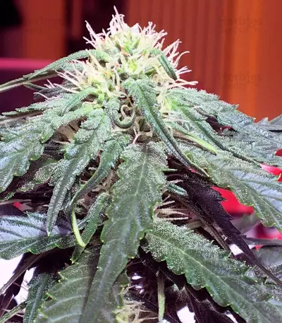 Big Devil #2 strain