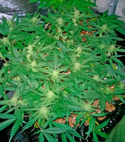 Deep Cheese Seeds