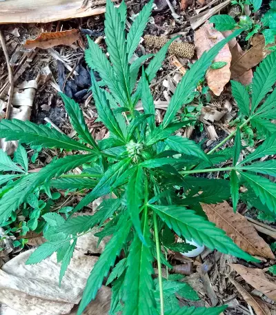 Colombian Gold feminizada (World of Seeds)