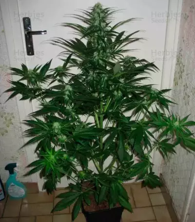 Sugar Black Rose (Delicious Seeds)
