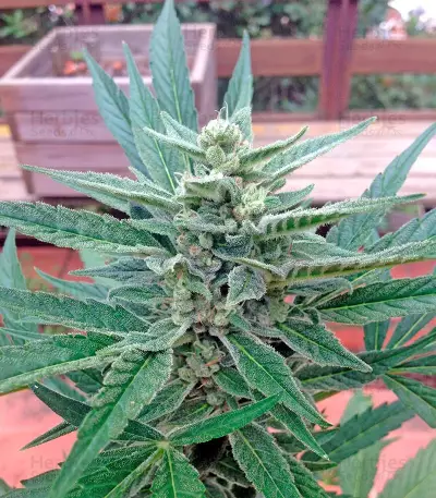 00 Hashchis (00 Cheese) Seeds