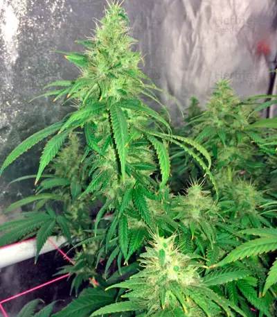 00 Kush Seeds