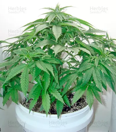 Afrodite cannabis strain