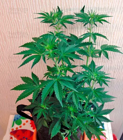 Auto California Kush Seeds