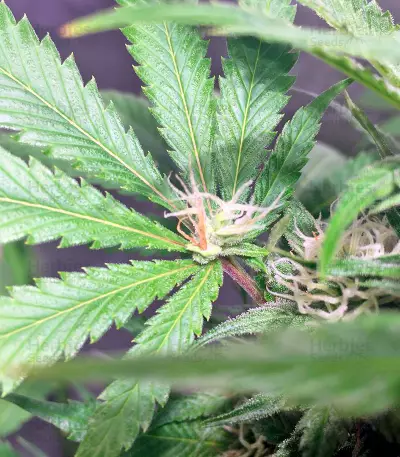 Blackberry feminized seeds
