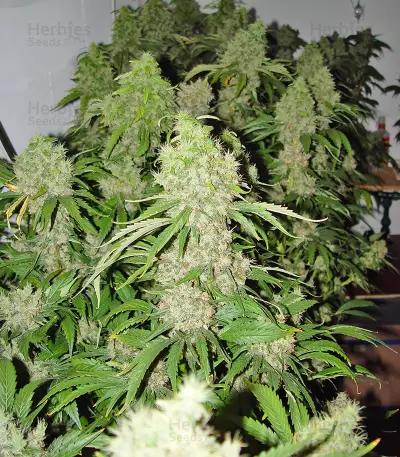Bubble Gum feminized seeds