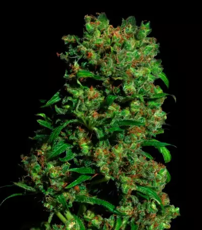 Critical VIP feminized seeds