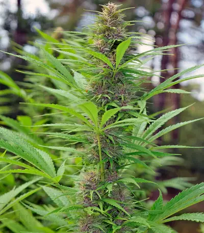 Graines de cannabis Frisian Dew (Dutch Passion)