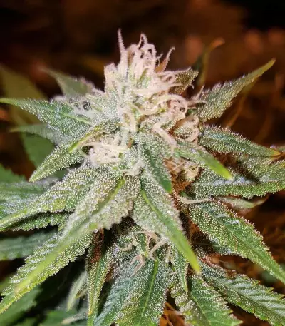 Kali & the Chocolate Factory (KFC Seeds)
