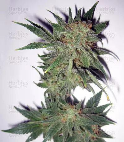 Magic Bud feminized seeds