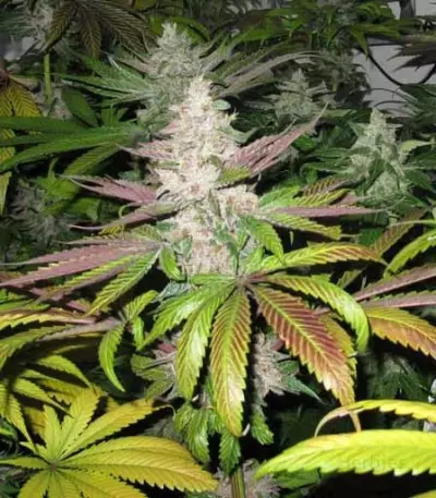 Mendocino Purple Kush (Medical Seeds)