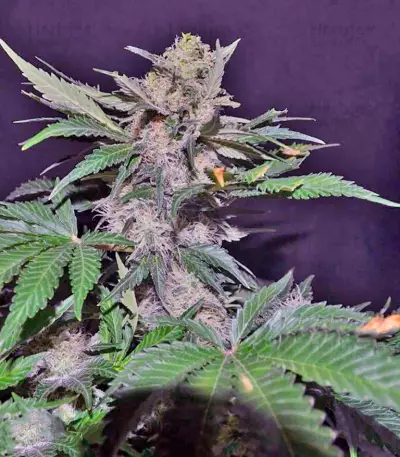 Mohan Ram Auto (Sweet Seeds)