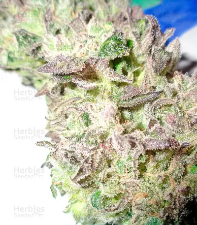 Money Maker (Strain Hunters)