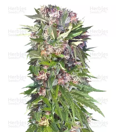 Red Purps feminized seeds