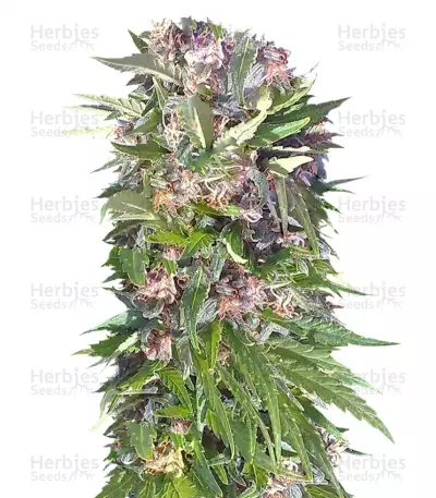 Buy Red Purps feminized seeds