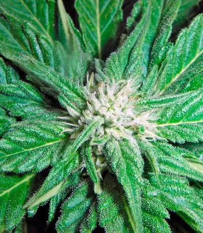 Roadrunner Autoflowering #2 Seeds