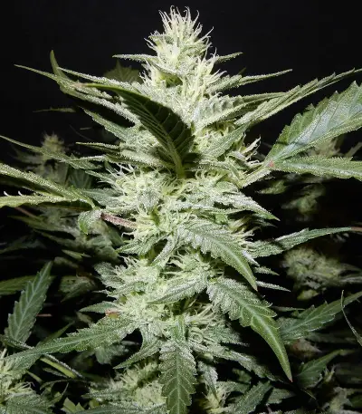 Stardawg Auto feminized seeds