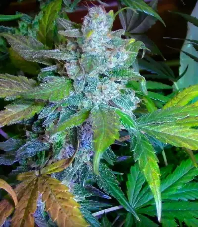 Graines de cannabis The Incredible Bulk Auto (Dr. Krippling Seeds)