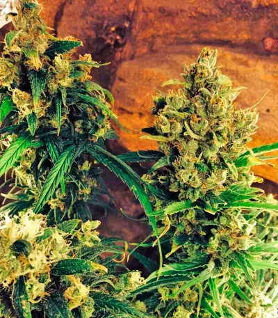 Warlock Regular seeds