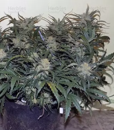 West Coast O.G. Auto Seeds